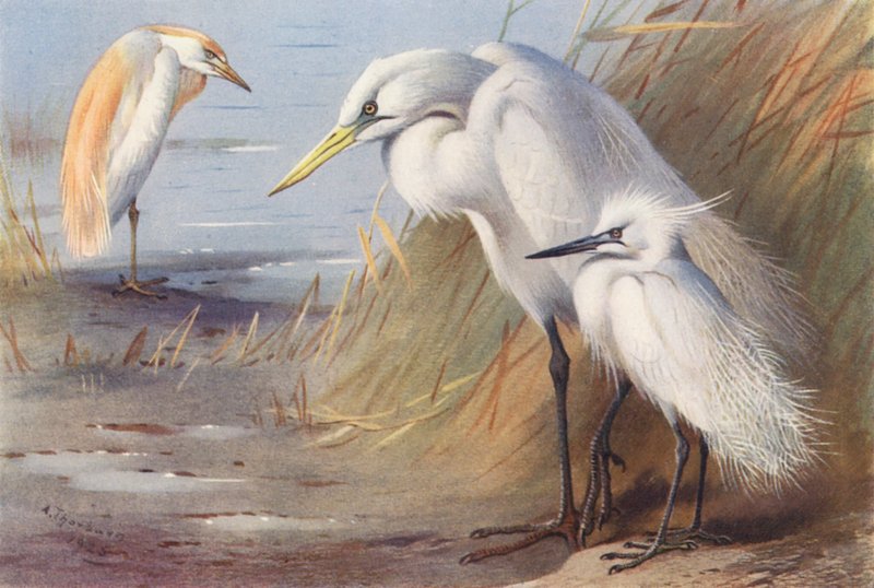 Czapla siwa, czapla biała, czapla nadobna (kolorowa litografia) autorstwa Archibald Thorburn