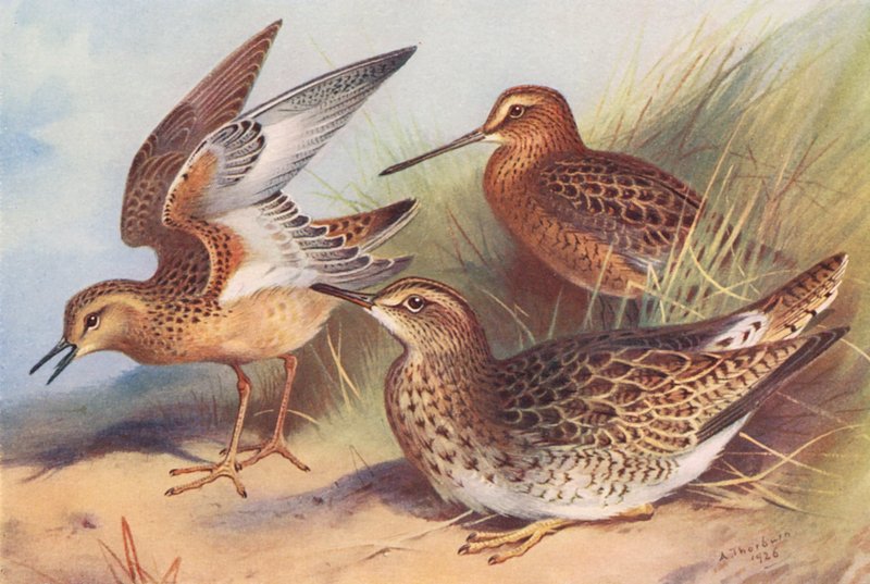 Bernikla białolica, bekas kszyk, bernikla białolica (kolorowa litografia) autorstwa Archibald Thorburn