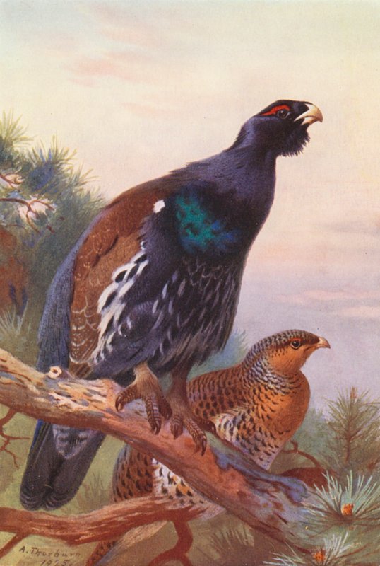 Głuszec (samiec i samica) (kolorowa litografia) autorstwa Archibald Thorburn