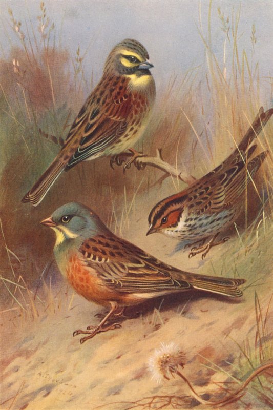 Cirl Bunting, Little Bunting, Ortolan (kolorowa litografia) autorstwa Archibald Thorburn