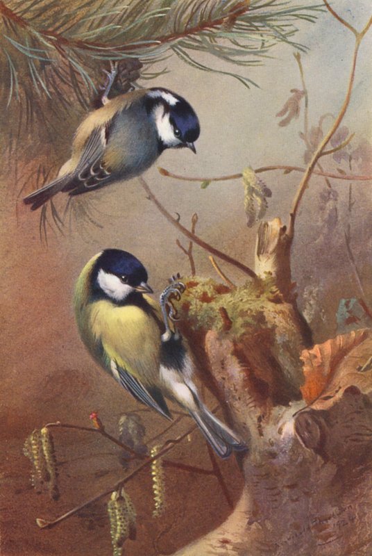 Sikora czarnogłówka, sikora bogatka (kolorowa litografia) autorstwa Archibald Thorburn