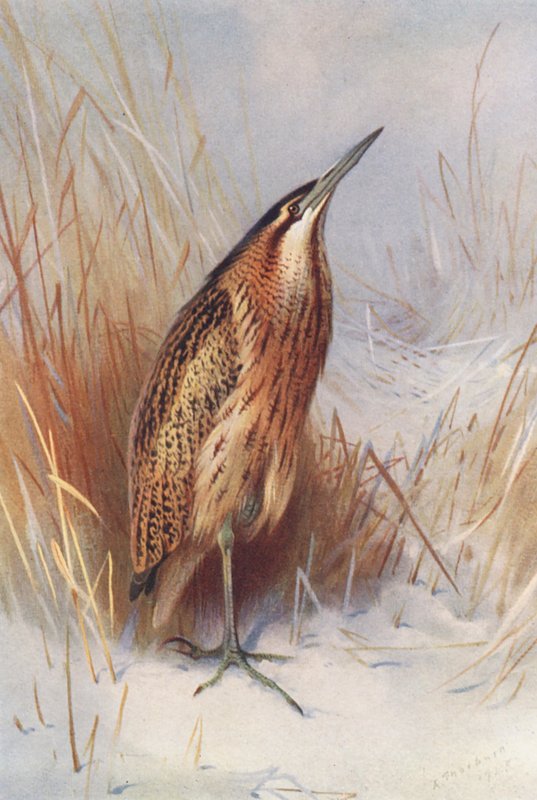 Bąk zwyczajny (litografia kolorowa) autorstwa Archibald Thorburn