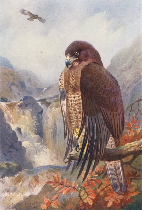 Myszołów zwyczajny (kolorowa litografia) autorstwa Archibald Thorburn