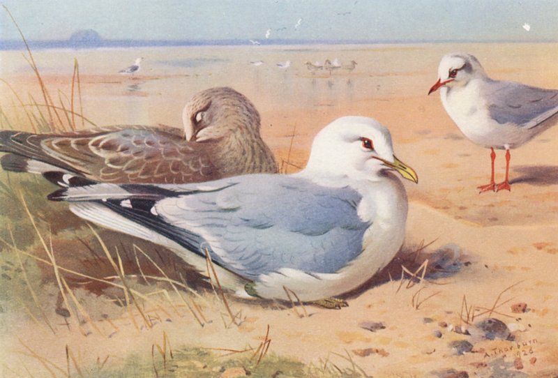 Mewa pospolita (dorosła i młoda), mewa czarnogłowa (zimowa) (kolorowa litografia) autorstwa Archibald Thorburn