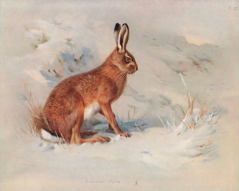 Zając zwyczajny autorstwa Archibald Thorburn