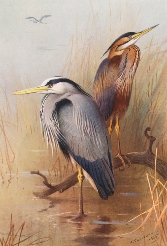 Czapla zwyczajna, czapla purpurowa (kolorowa litografia) autorstwa Archibald Thorburn