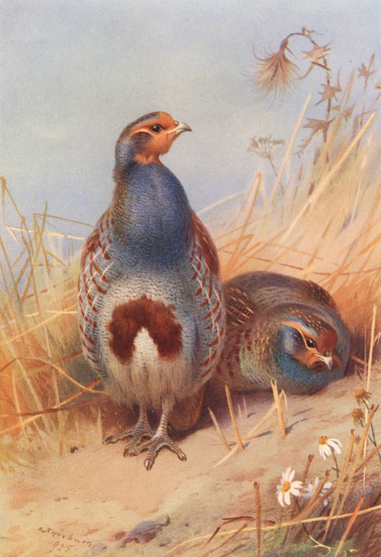 Kuropatwa zwyczajna (samiec i samica) (kolorowa litografia) autorstwa Archibald Thorburn