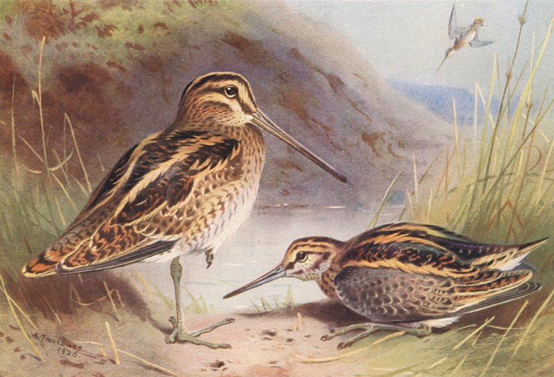 Bekas zwyczajny, bekas kszyk (litografia kolorowa) autorstwa Archibald Thorburn