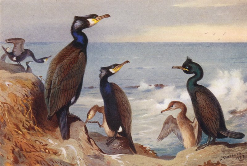 Kormoran (dorosły i niedojrzały), Kudłacz (dorosły i niedojrzały) (litografia barwna) autorstwa Archibald Thorburn