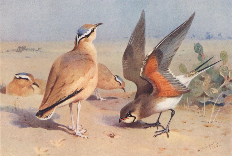 Courser w kolorze kremowym, Pratincole (litografia kolorowa) autorstwa Archibald Thorburn