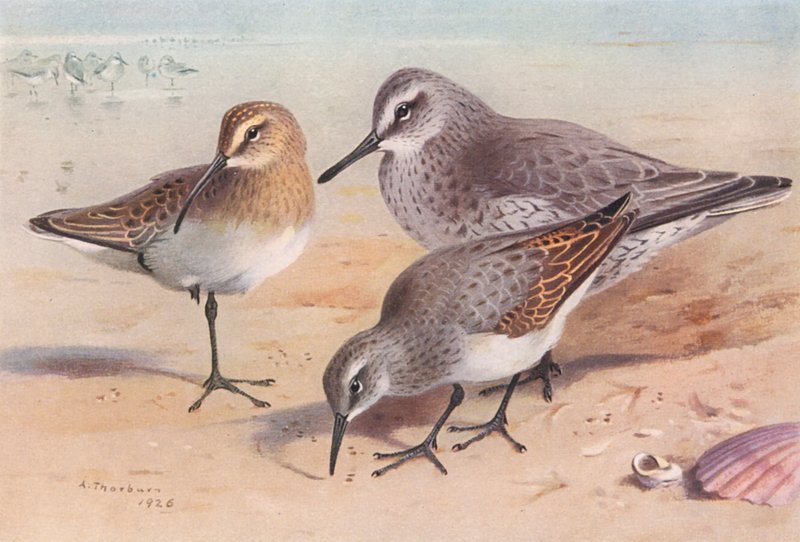 Rybitwa białoczelna (niedojrzała, jesień), rybitwa białoczelna (zima), sieweczka obrożna (zima) (litografia barwna) autorstwa Archibald Thorburn