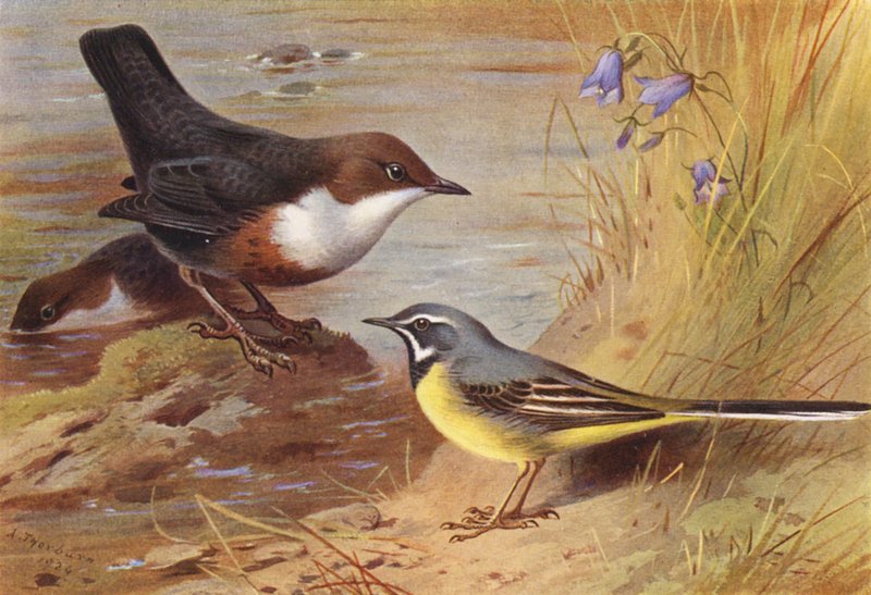 Dipper, Grey Wagtail (kolorowa litografia) autorstwa Archibald Thorburn