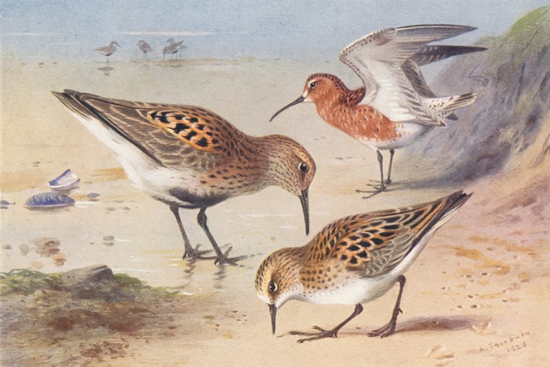Dunlin (lato), Curlew-Sandpiper (lato), Little Stint (lato) (kolorowa litografia) autorstwa Archibald Thorburn