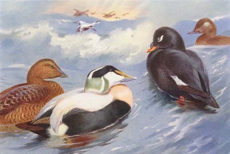 Kaczka edredonowa (samiec i samica), łuskowiec aksamitny (samiec i samica) (litografia barwna) autorstwa Archibald Thorburn