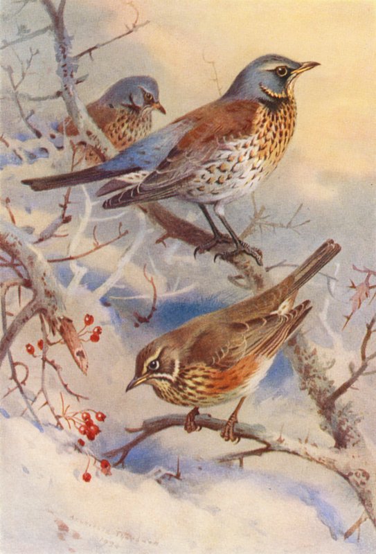Kwiczoł, rudzik (kolorowa litografia) autorstwa Archibald Thorburn
