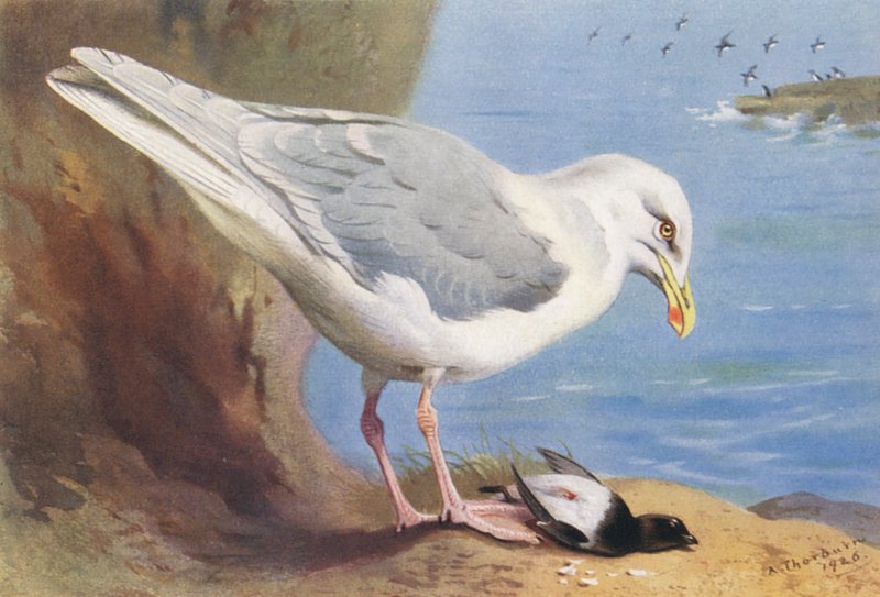 Mewa śmieszka, alczyk (lato) (kolorowa litografia) autorstwa Archibald Thorburn