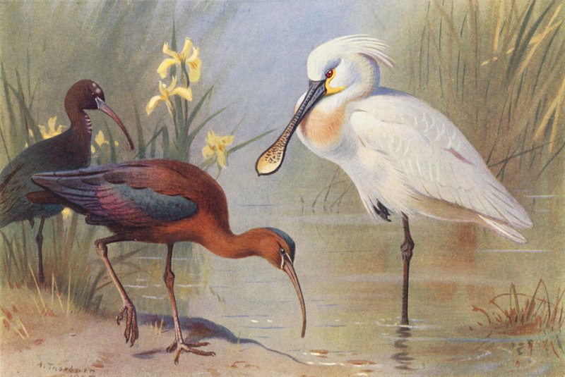Ibis błyszczący (dorosły i niedojrzały), łysiczka (kolorowa litografia) autorstwa Archibald Thorburn