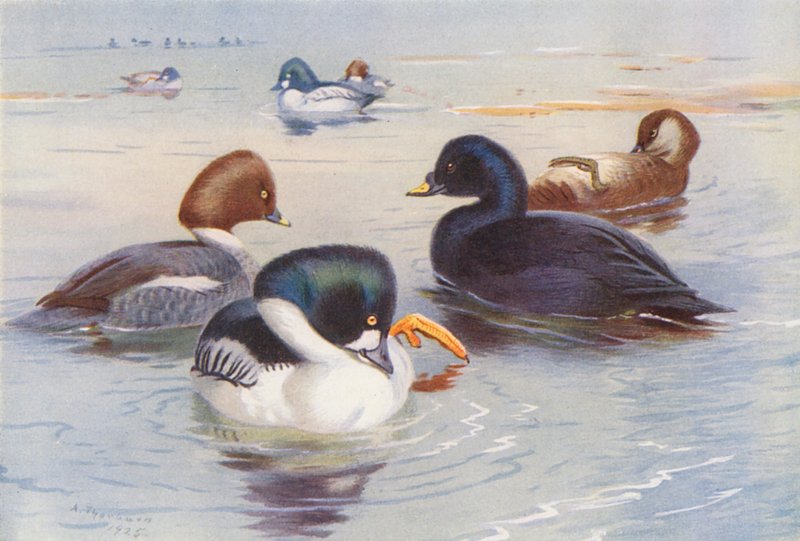 Golden-Eye (samiec i samica), Common Scoter (samiec i samica) (kolorowa litografia) autorstwa Archibald Thorburn