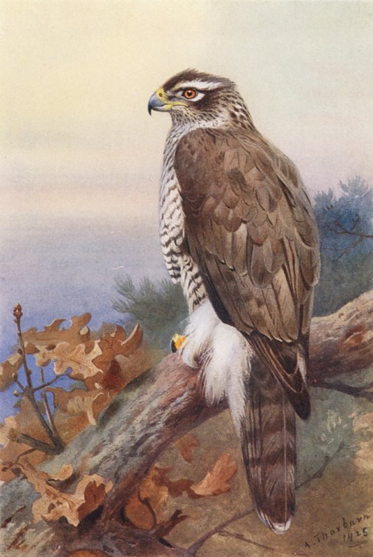 Jastrząb (kolorowa litografia) autorstwa Archibald Thorburn