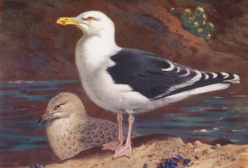 Mewa czarnogrzbieta (dorosła i młoda) (kolorowa litografia) autorstwa Archibald Thorburn