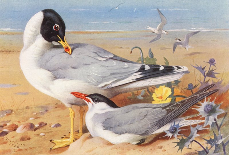 Mewa czarnogłowa, rybitwa wielkodzioba (kolorowa litografia) autorstwa Archibald Thorburn