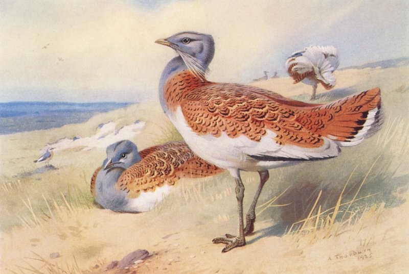 Drozd obrożny (samiec i samica) (kolorowa litografia) autorstwa Archibald Thorburn