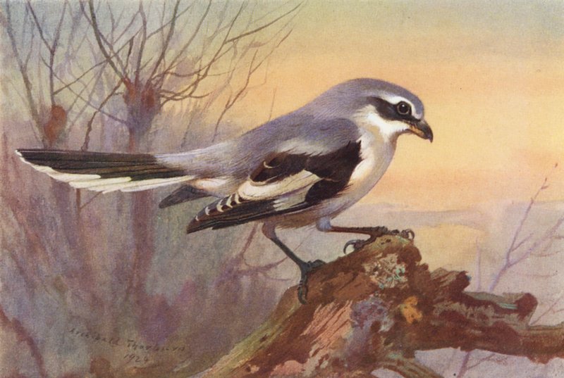 Wielki dzierzba siwa (kolorowa litografia) autorstwa Archibald Thorburn