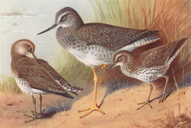 Jarzębatka, samotnik, kropiatka (kolorowa litografia) autorstwa Archibald Thorburn