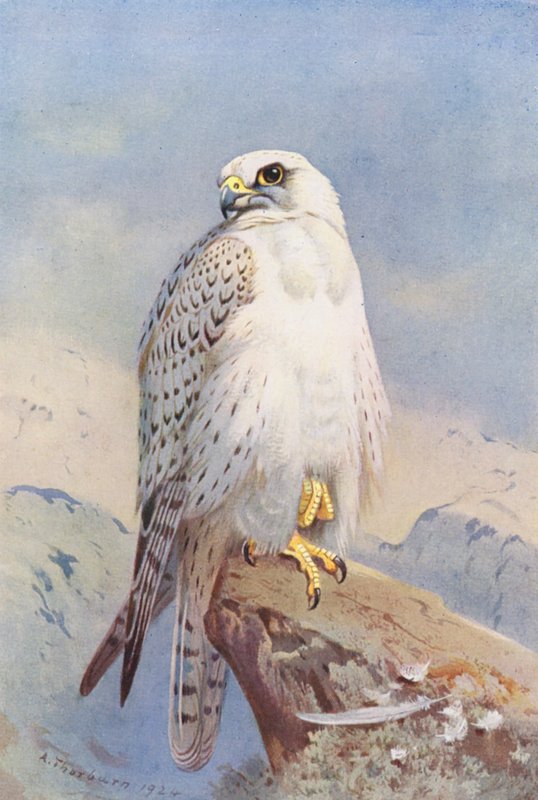 Sokół grenlandzki (kolorowa litografia) autorstwa Archibald Thorburn