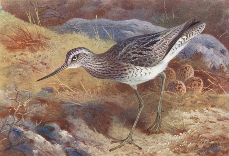 Zielononóżka (kolorowa litografia) autorstwa Archibald Thorburn