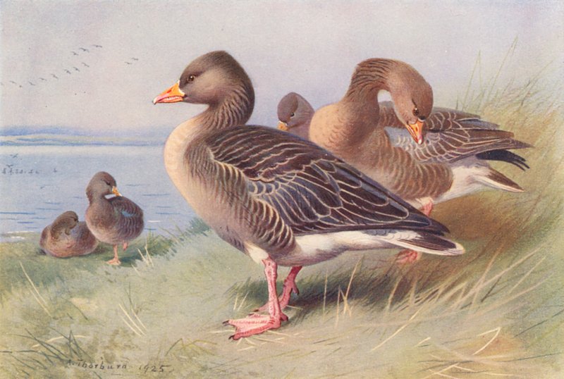 Grey Lag-Goose (kolorowa litografia) autorstwa Archibald Thorburn