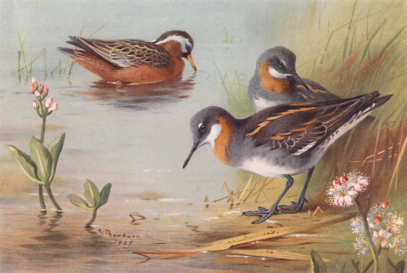 Phalarope Grey (lato), Phalarope Red-Necked (lato) (kolorowa litografia) autorstwa Archibald Thorburn