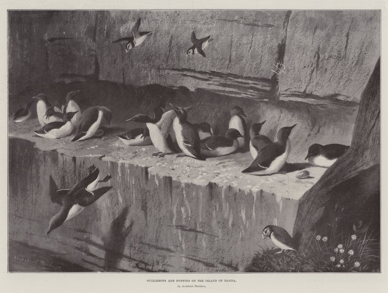 Guillemots i maskonury na wyspie Handa autorstwa Archibald Thorburn