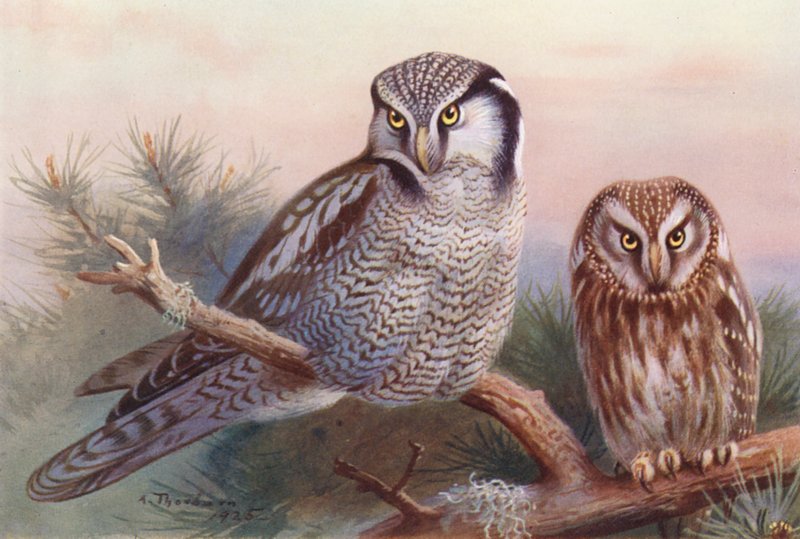 Sowa jastrzębiata, sowa Tengmalma (kolorowa litografia) autorstwa Archibald Thorburn