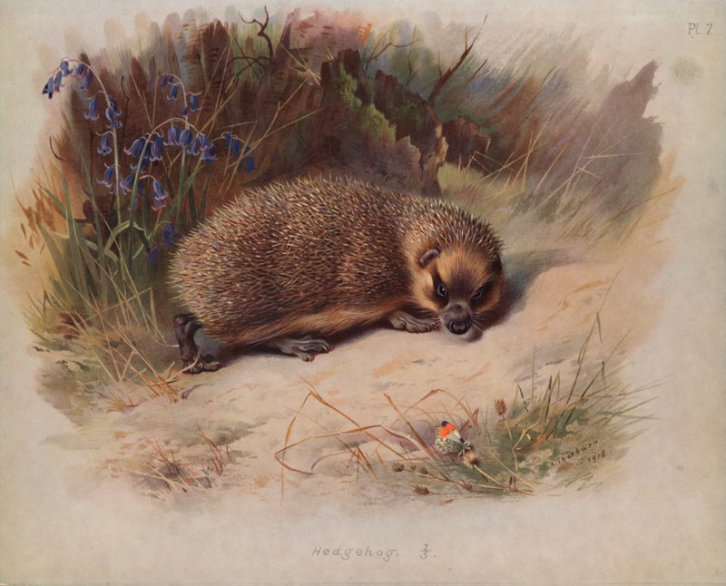 Jeż autorstwa Archibald Thorburn