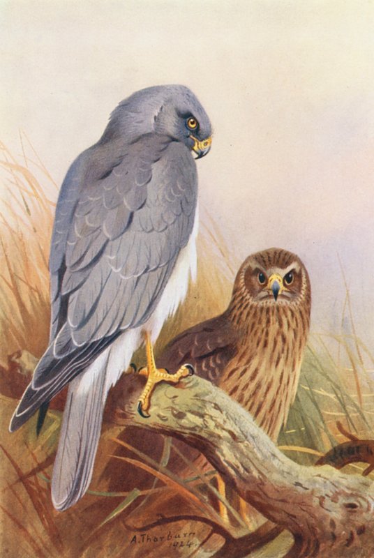 Hen-Harrier (kolorowa litografia) autorstwa Archibald Thorburn
