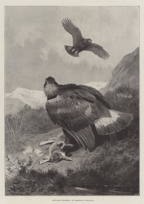 Kłusownicy wyżynni autorstwa Archibald Thorburn