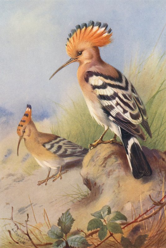 Dudek (kolorowa litografia) autorstwa Archibald Thorburn