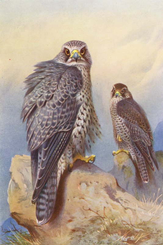 Sokół islandzki, Sokół Gyr (kolorowa litografia) autorstwa Archibald Thorburn