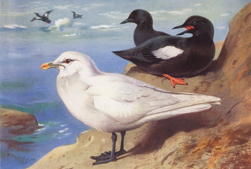 Mewa słoniowa, nurnik (lato) (kolorowa litografia) autorstwa Archibald Thorburn