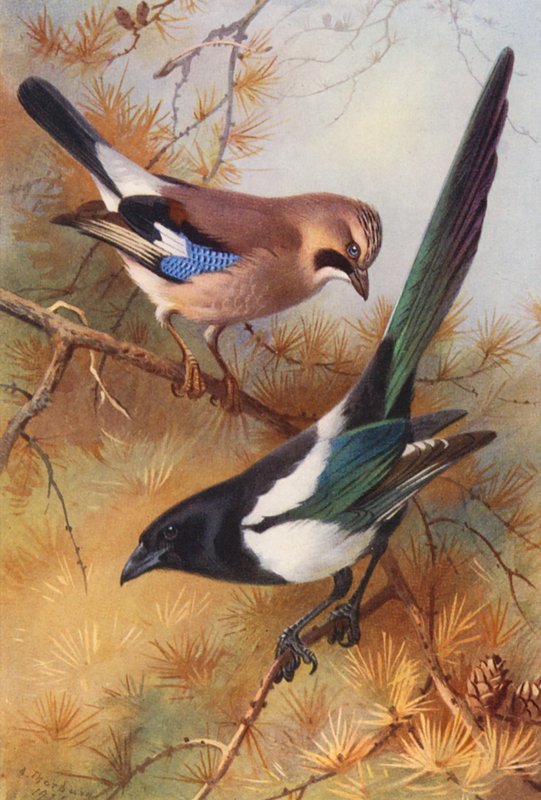 Sójka, sroka (kolorowa litografia) autorstwa Archibald Thorburn