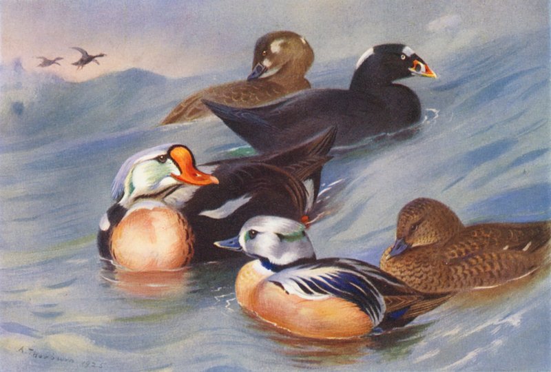 King-Eider, Surf-Scoter (samiec i samica), Steller