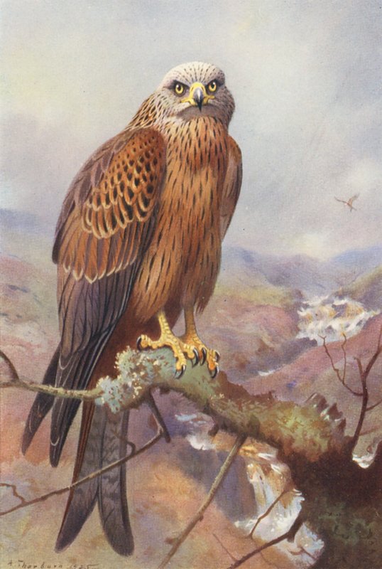 Latawiec (litografia kolorowa) autorstwa Archibald Thorburn