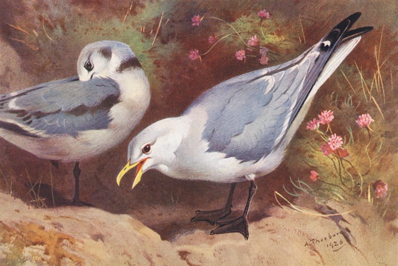 Mewa Kittiwake (dorosła i młoda) (kolorowa litografia) autorstwa Archibald Thorburn