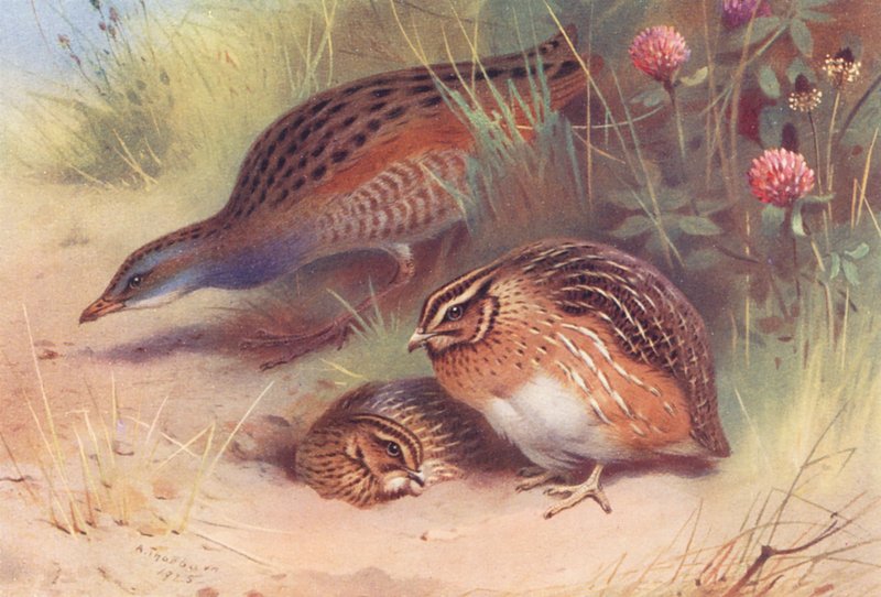 Land-Rail, Przepiórka (samiec i samica) (kolorowa litografia) autorstwa Archibald Thorburn