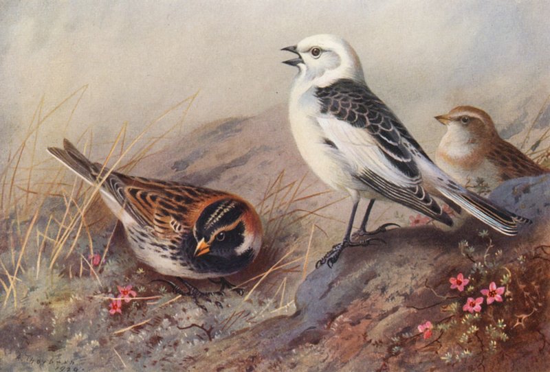 Płochacz halny, śnieguła (lato) (samiec i samica) (kolorowa litografia) autorstwa Archibald Thorburn
