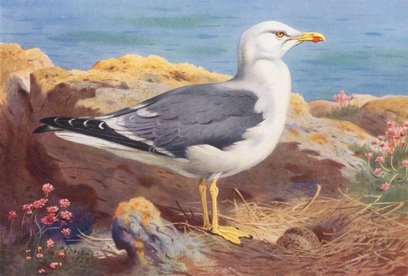 Mewa mała czarnogrzbieta (kolorowa litografia) autorstwa Archibald Thorburn