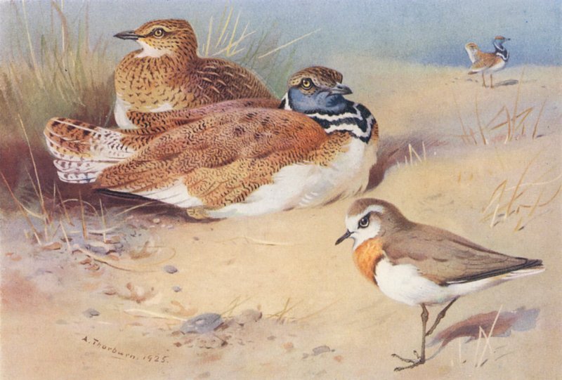 Perkoz dwuczuby (samiec i samica), sieweczka obrożna (kolorowa litografia) autorstwa Archibald Thorburn