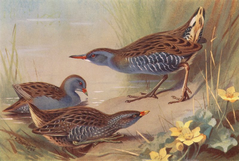 Krakena, krakena plamistego, żaglowca wodnego (kolorowa litografia) autorstwa Archibald Thorburn