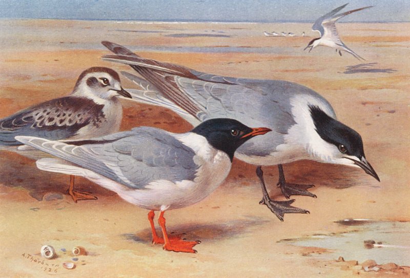 Mewa mała (dorosła i młoda), rybitwa czarnodzioba (kolorowa litografia) autorstwa Archibald Thorburn